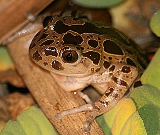 Gefleckter Baumfrosch, Hylambates maculatus